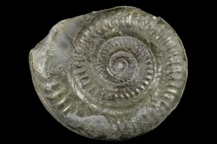 Jurassic Ammonite (Hildoceras) - England #181881